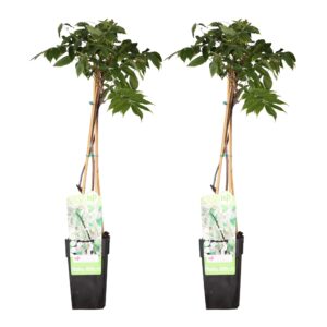 thumbnail_6000-3866.jpg Wisteria floribunda 'Longissima Alba' | 2 stuks