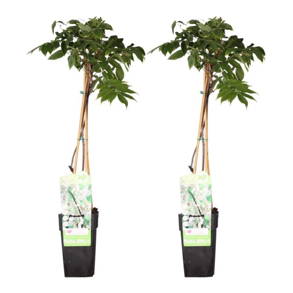 thumbnail_6000-3866.jpg Wisteria floribunda 'Longissima Alba' | 2 stuks