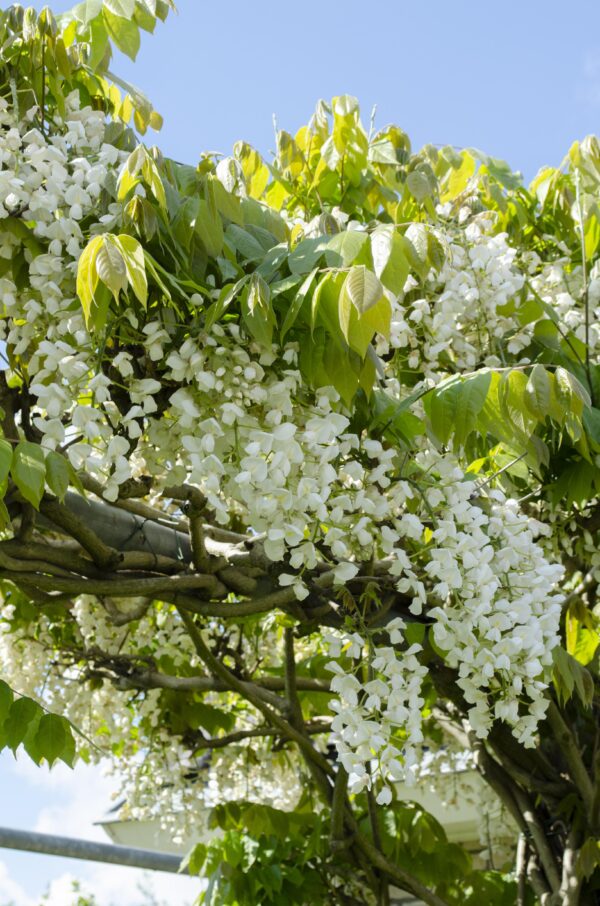 thumbnail_6000-3868.jpg Wisteria floribunda 'Longissima Alba' | 2 stuks
