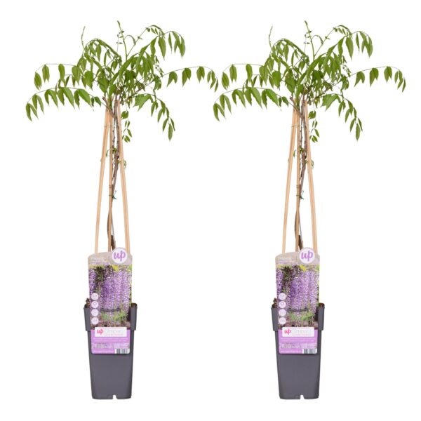 thumbnail_6000-3870.jpg Wisteria floribunda 'Naga Noda'
