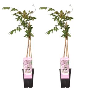thumbnail_6000-3873.jpg Wisteria floribunda 'Rosea' | 2 stuks