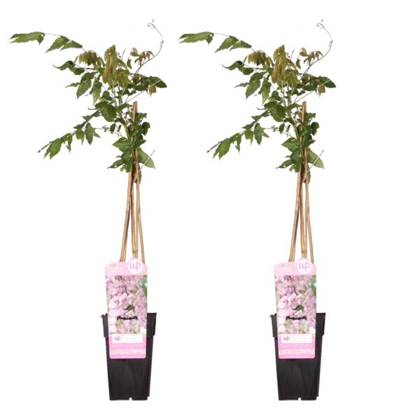 thumbnail_6000-3873.jpg Wisteria floribunda 'Rosea' | 2 stuks