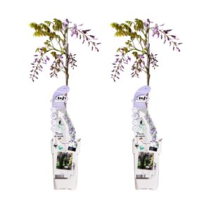 thumbnail_6000-3875.jpg Wisteria sinensis 'Caroline' | 2 stuks