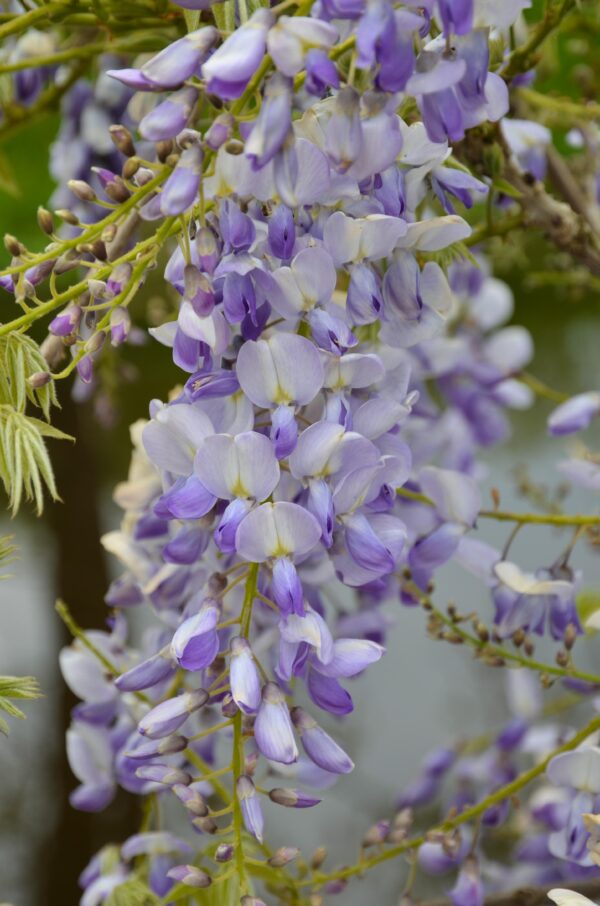 thumbnail_6000-3877.jpg Wisteria sinensis 'Caroline' | 2 stuks
