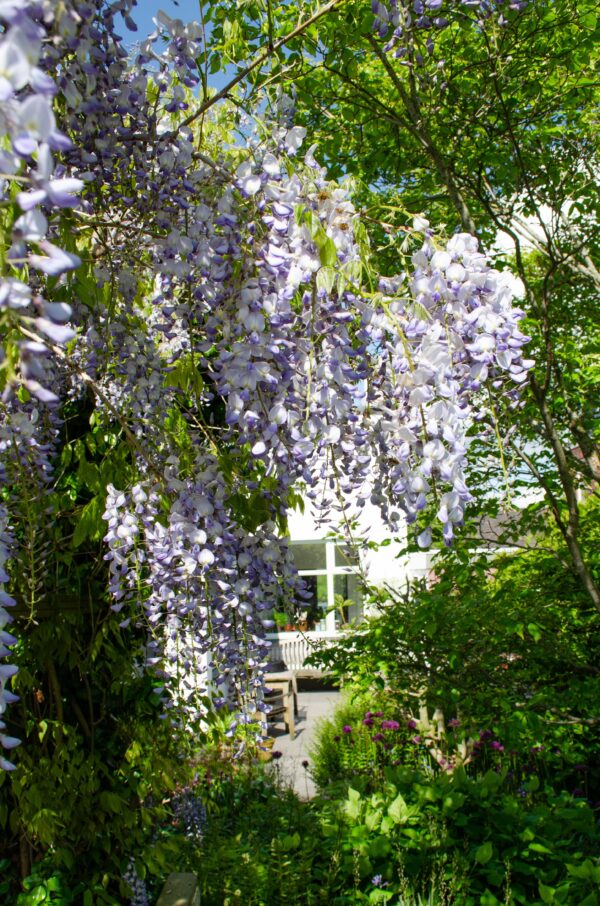 thumbnail_6000-3878.jpg Wisteria sinensis 'Caroline' | 2 stuks