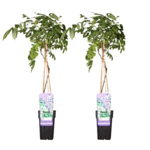 thumbnail_6000-3880.jpg Wisteria sinensis 'Prolific' | 2 stuks