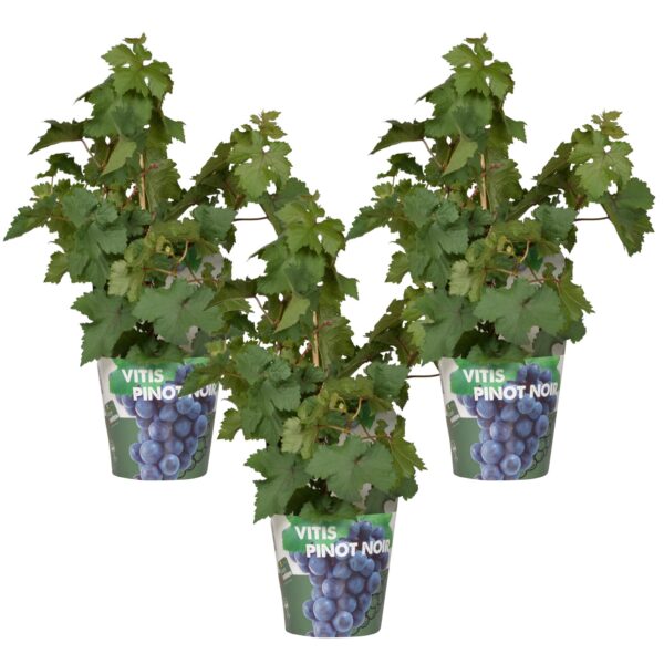 thumbnail_6000-3887.jpg Vitis Pixie 'Pinot Noir' | 3 stuks