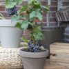 Vitis Pixie 'Pinot Noir' | 3 stuks