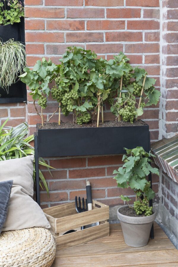 thumbnail_6000-3893.jpg Vitis Pixie 'Riesling' | 3 stuks