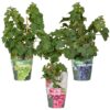 Vitis Pixie mix | 3 stuks