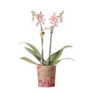 Oranje Phalaenopsis orchidee - Spider