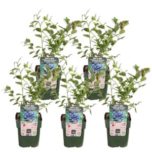 thumbnail_6000-3902.jpg Vaccinium corymbosum 'Reka' | 5 stuks