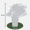 Vaccinium corymbosum | 6 stuks