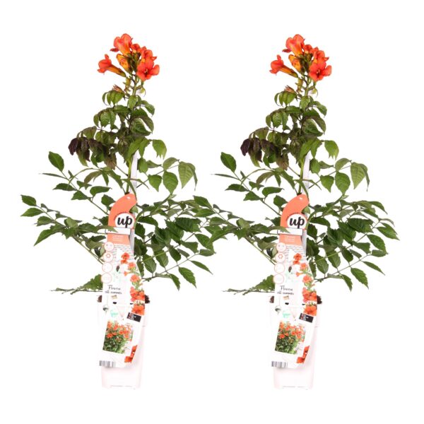 thumbnail_6000-3937.jpg Campsis Summer Jazz 'Fire Trumpet' | 2 stuks