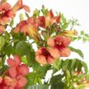 Campsis Summer Jazz 'Fire Trumpet' | 2 stuks