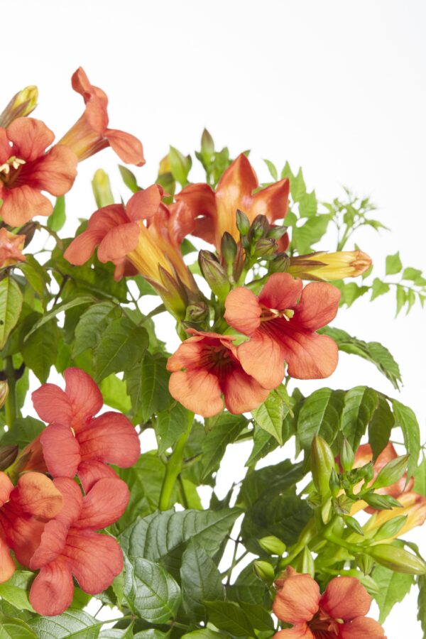 thumbnail_6000-3939.jpg Campsis Summer Jazz 'Fire Trumpet' | 2 stuks