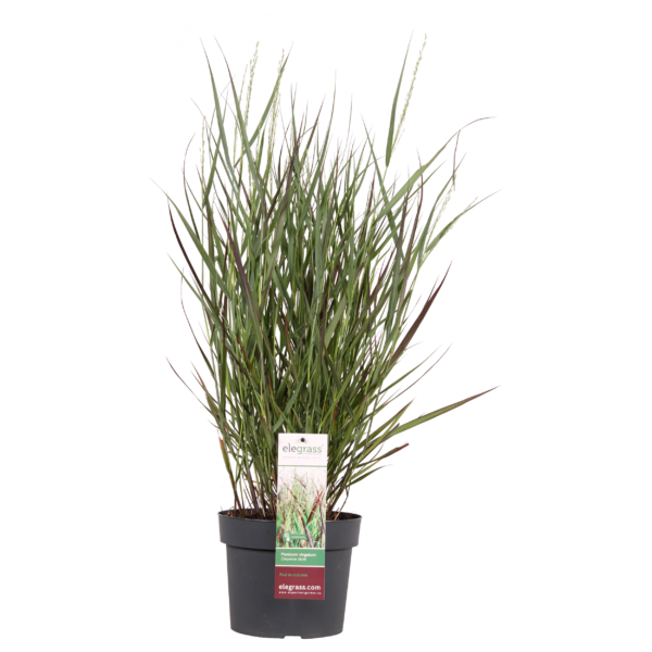 Panicum virgatum 'Cheyenne Sky'