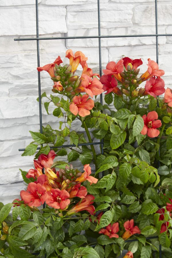 thumbnail_6000-3941.jpg Campsis Summer Jazz 'Fire Trumpet' | 2 stuks