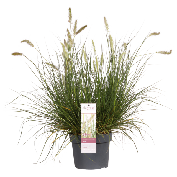 thumbnail_6000-397.png Pennisetum alopecuroides 'Hameln'
