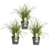 Carex morrowii 'Ice Dance | 3 stuks