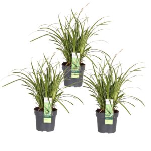Carex morrowii 'Ice Dance | 3 stuks
