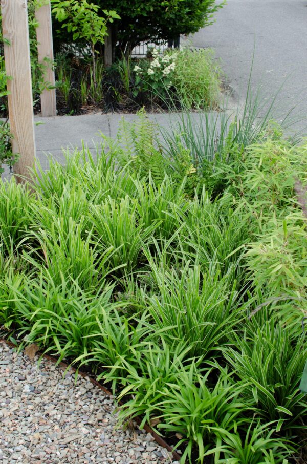 thumbnail_6000-3976.jpg Carex morrowii 'Ice Dance | 3 stuks