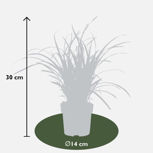 thumbnail_6000-3979.jpg Carex morrowii 'Ice Dance | 3 stuks