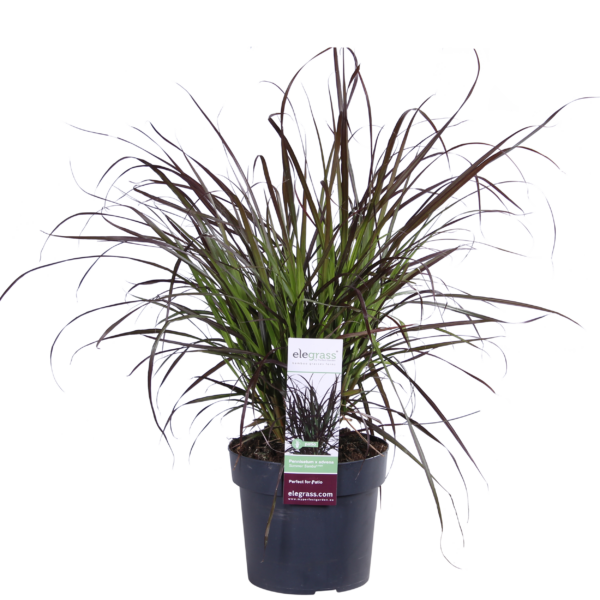 thumbnail_6000-398.png Pennisetum x advena 'Summer Samba'