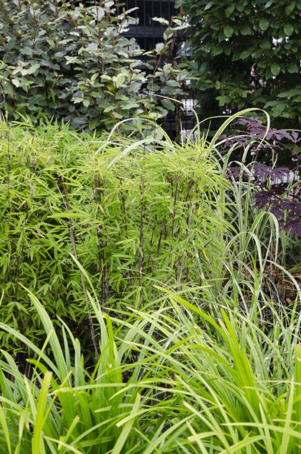 thumbnail_6000-3982.jpg Carex morrowii 'Irish Green' | 3 stuks