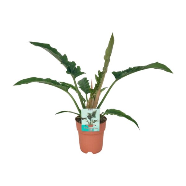 thumbnail_6000-4009.jpg Philodendron Narrow