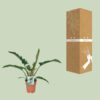 Philodendron Narrow