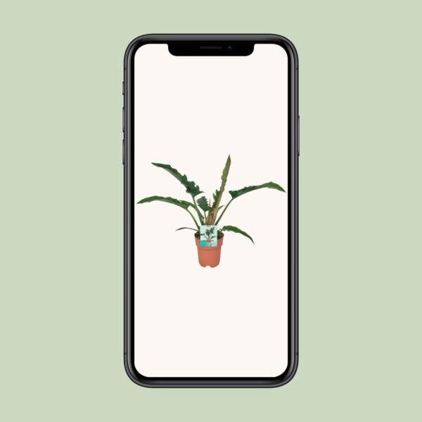 thumbnail_6000-4012.jpg Philodendron Narrow
