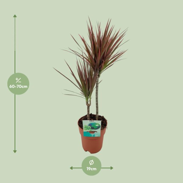 thumbnail_6000-4026.jpg Dracaena Marginata Bicolor