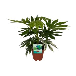 thumbnail_6000-4045.jpg Fatsia Japonica Variegata