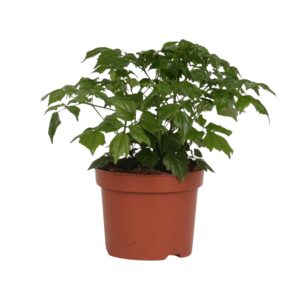 thumbnail_6000-4049.jpg Rademachera Sinica