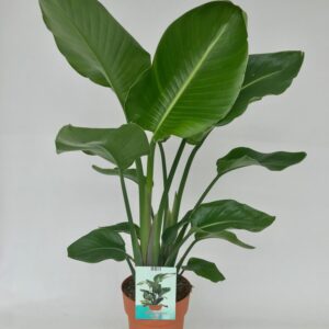thumbnail_6000-4059.jpg Strelitzia Nicolai