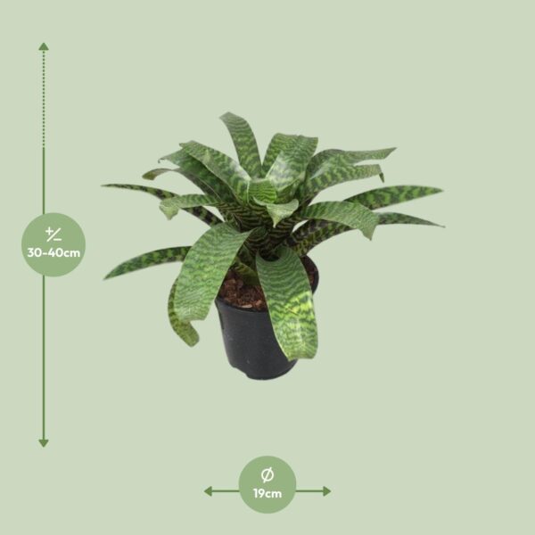thumbnail_6000-4061.jpg Vriesea Hieroglyphica