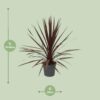 Cordyline Australis Red Star