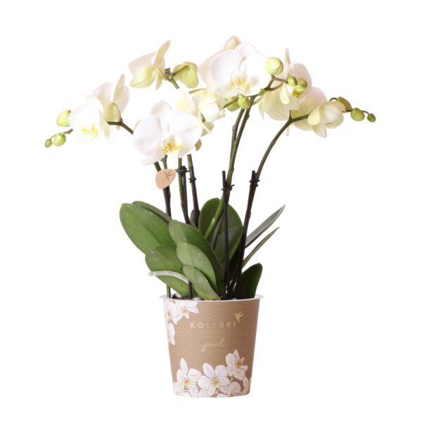 thumbnail_6000-408.jpg Witte Phalaenopsis orchidee - Jewel Ghent