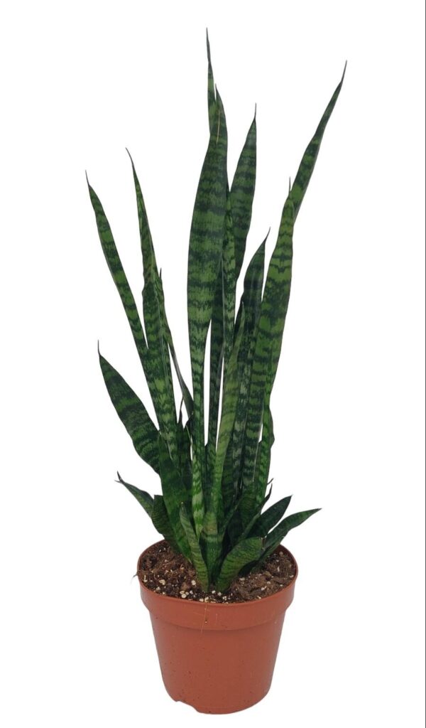 thumbnail_6000-4091.jpg Sansevieria Zeylanica