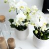 Witte Phalaenopsis orchidee - Jewel Ghent
