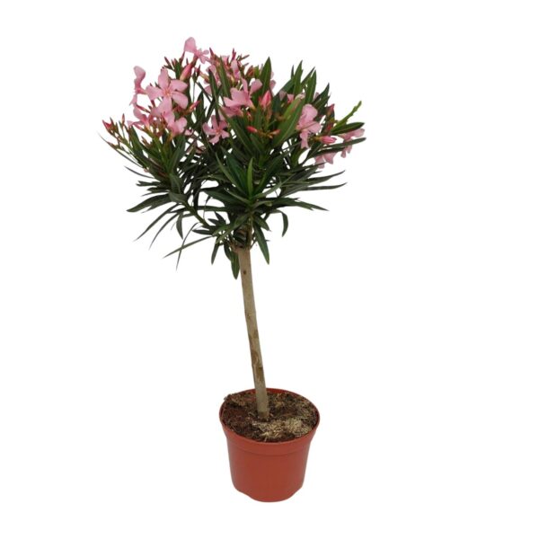 thumbnail_6000-4100.jpg Nerium Oleander