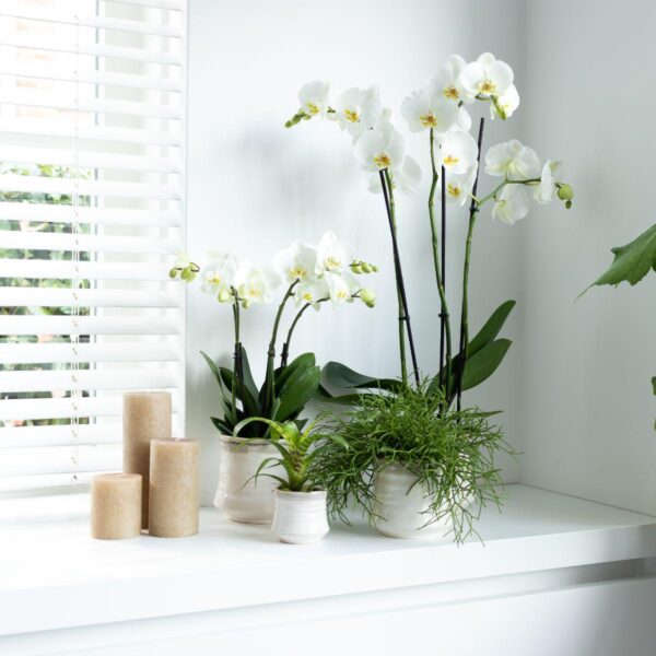 thumbnail_6000-411.jpg Witte Phalaenopsis orchidee - Jewel Ghent