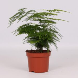 thumbnail_6000-4113.jpg Asparagus Setaceus