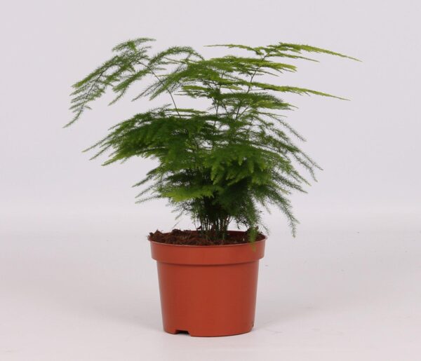 thumbnail_6000-4113.jpg Asparagus Setaceus