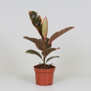 thumbnail_6000-4115.jpg Ficus elastica 'Belize'