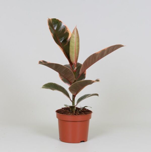 thumbnail_6000-4115.jpg Ficus elastica 'Belize'