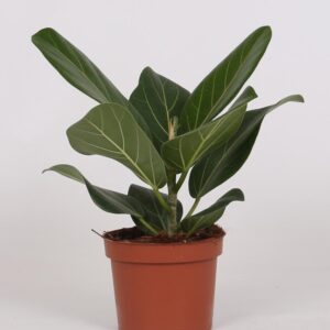 thumbnail_6000-4120.jpg Ficus Bengalensis