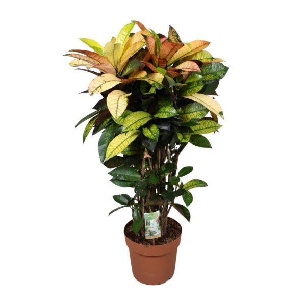 thumbnail_6000-4122.jpg Codiaeum Mrs Iceton