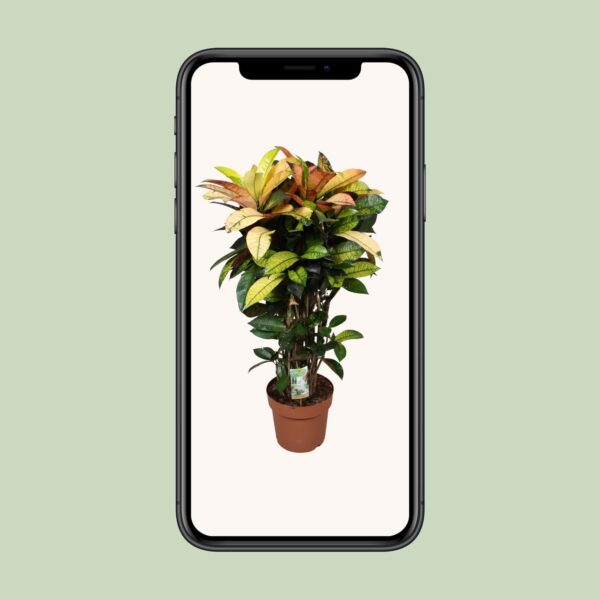 thumbnail_6000-4125.jpg Codiaeum Mrs Iceton